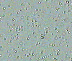 Studying Brownian Motion image