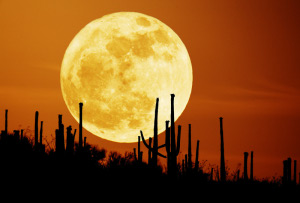 Astronomy Picture of the Day: Saguaro Moon image